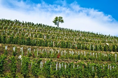 Photos of Gr&oacute;f Buttler Wine Company.