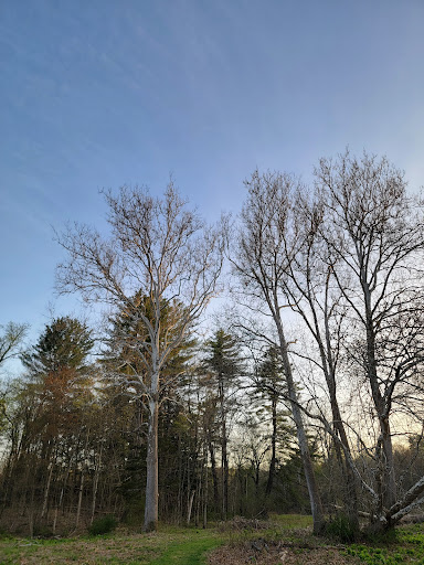 North Street Wildlife Management Area (MA F&W) - Thumbnail