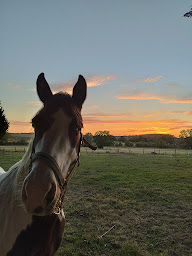 Photo n°22 de Écurie fleuriet à Crézancy-en-Sancerre (Pension pour chevaux)