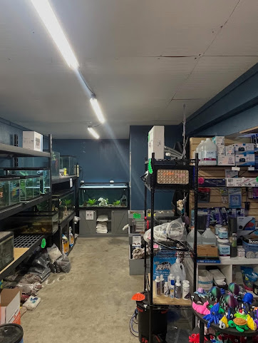 Sea Creatures by null