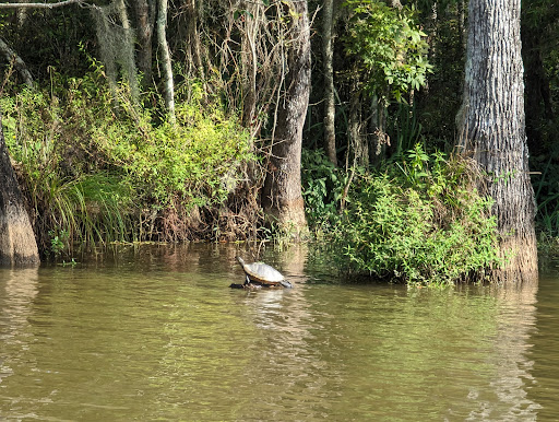Cajun Encounters