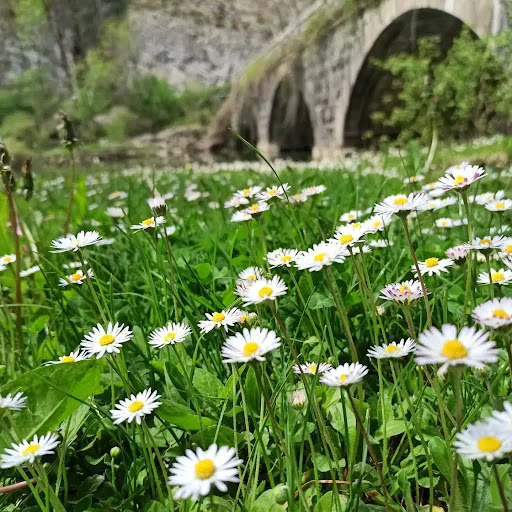Ustés - Visual