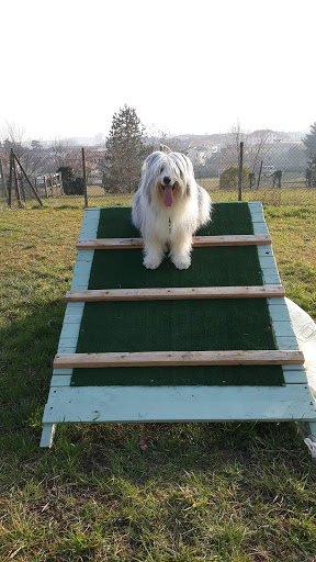 Thedogtrainer - Visual