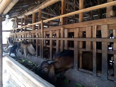 Photos of Rumah Pak SENO