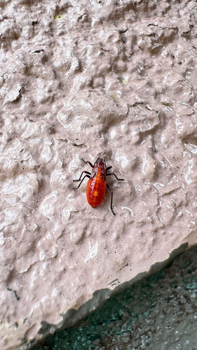 Superior Pest Control photo 1