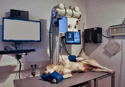 Photos of Dr. med. vet. Iris Schaub Tier&auml;rztin
