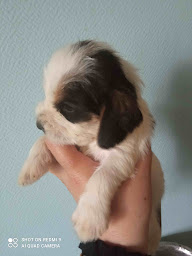 Photo n°16 de Des terres du Templier à Cessey-sur-Tille (Éleveur de chiens)