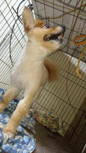Clínica Veterinaria Cachorros