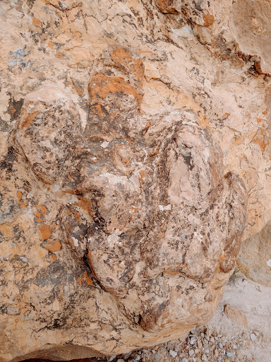 Dinosaur Tracks - Visual