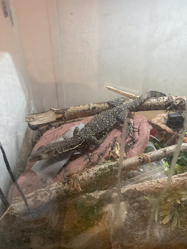 Firestartergeckos - Visual