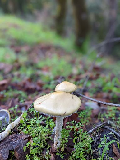 Olema Valley Trail - Thumbnail