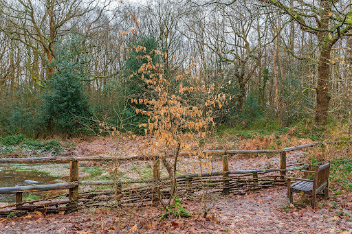 Pound Wood Nature Reserve Gallery - United Kingdom