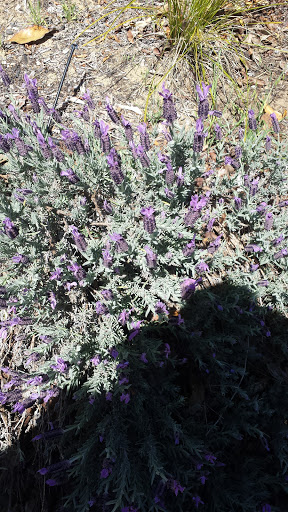 Saint Peters Square Gardens - Thumbnail