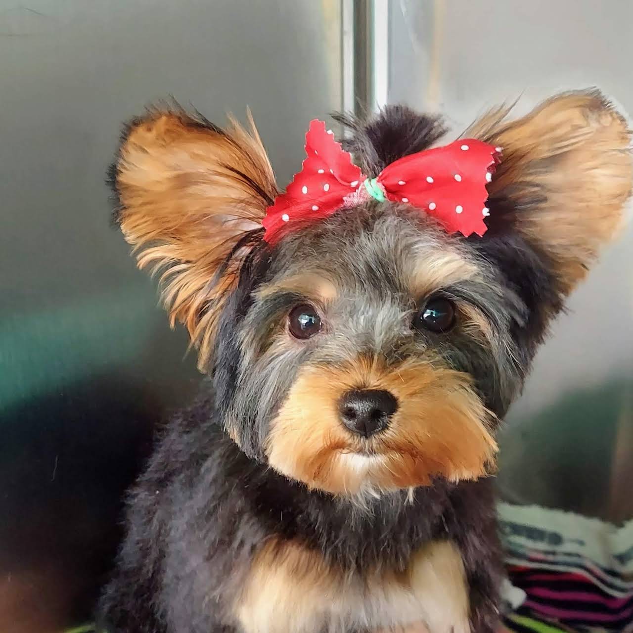 Ruff N Fluff Pet Grooming Pet Groomer in Auburn