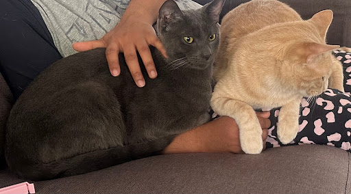 Park Ridge Cat Resort - Thumbnail