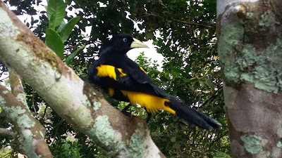 Photos of La Selva Amazon Ecolodge and Spa