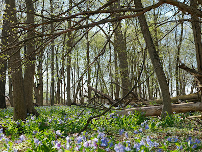O'Hara Woods Preserve 1034 W 135th St, Romeoville, IL 60446, United States