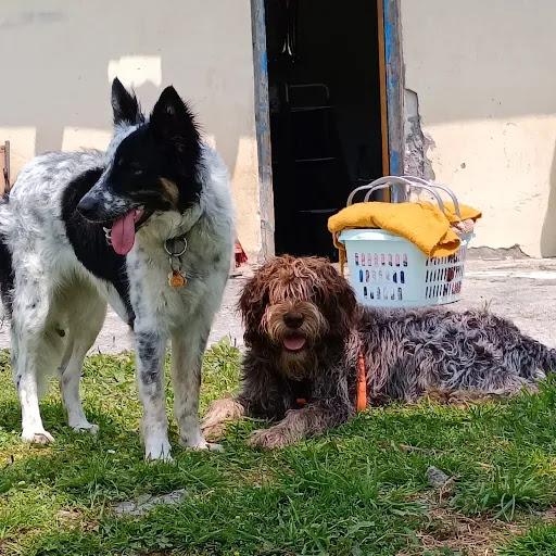 Hotel para perros Kanican