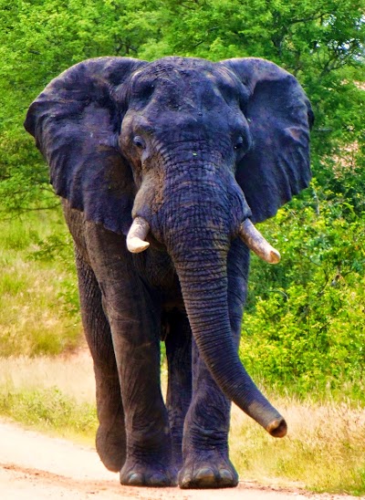 Photos of Biyamiti Bushveld Camp
