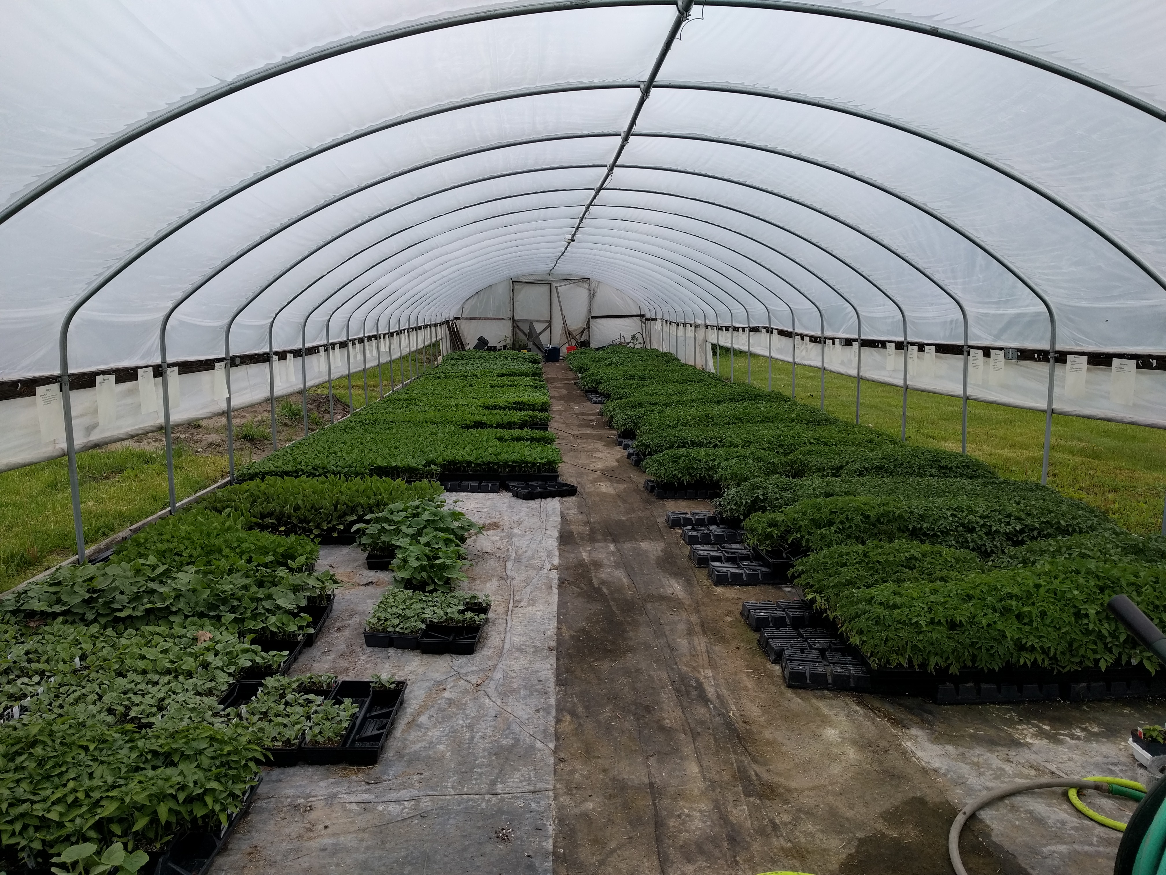 Pleasant Thyme Herb Farm