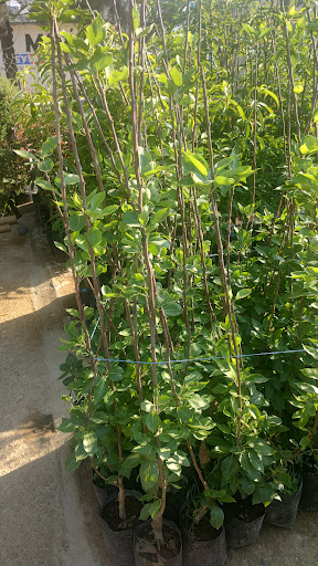 Vivero Debanelly - Thumbnail