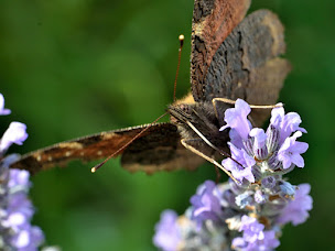 Photo n°16 de Or des Soucis à Le Boulay (Réserve naturelle)