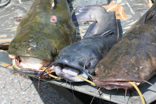 Art's Bait and Lures LLC