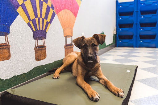 Central Pet Care - Thumbnail