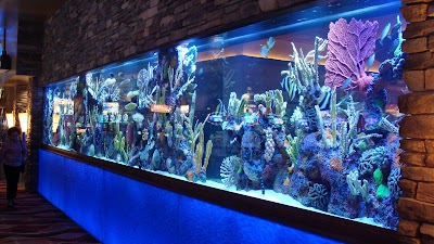 California Custom Aquariums