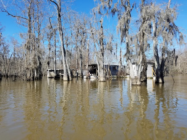 Honey Island Swamp Tours