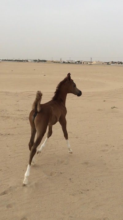 photo of Amjad and Albayraq Stud