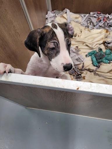 Tails Humane Society - Thumbnail