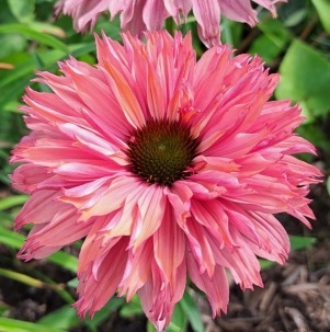 Gardens Plus - Visual