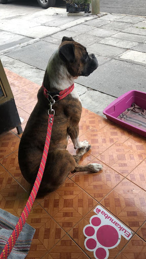 Consultorio Veterinario Alfa-Vet - Thumbnail
