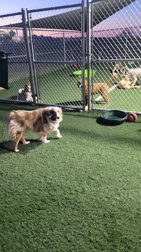 Diamond D Kennels - Thumbnail