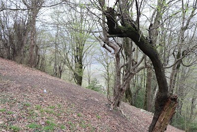 Photos of پارک جنگلی جوارم