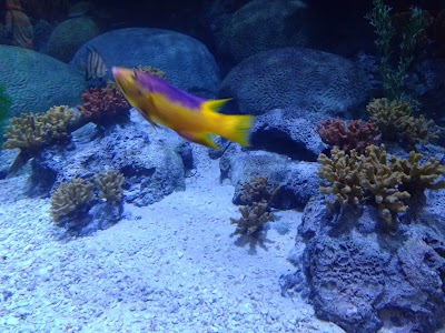 Living Shores Aquarium