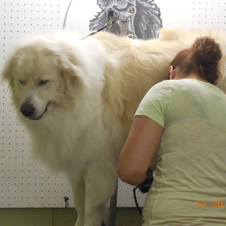 Evansville Pet Grooming &amp; Paws World - Pet Groomer in Evansville