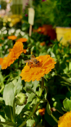 Il Giardino di Mario - Thumbnail