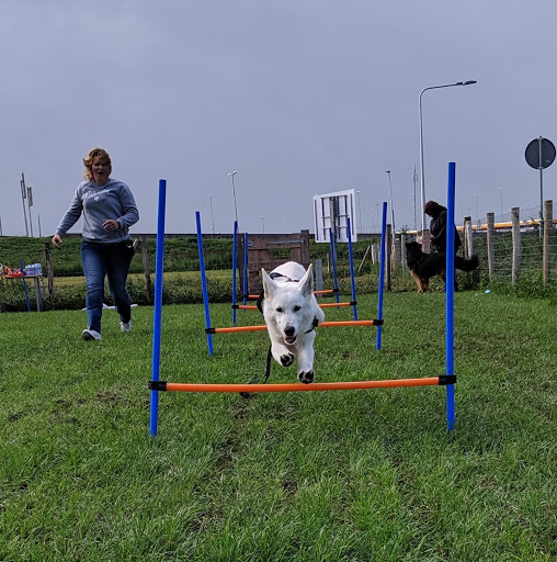 Hondenschool Dogstart - Thumbnail