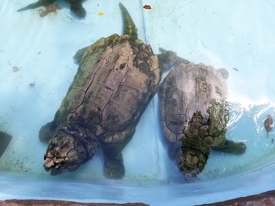 Arkansas Alligator Farm & Petting Zoo