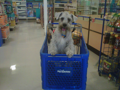 Schnauzer Splendor - Visual