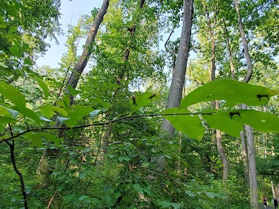 Pine Branch Trail