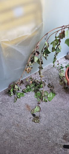 Plantì Shop - Thumbnail