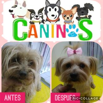 Caninos Punto Sur, Estética Canina