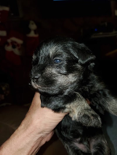 Yorkshire and schnauzer puppies All 4 Pets Ruidoso Nm