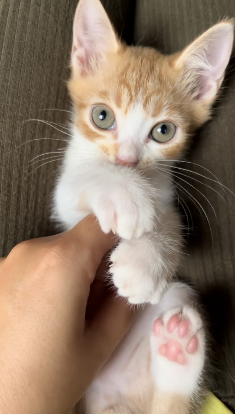 ペットシッターパウパル