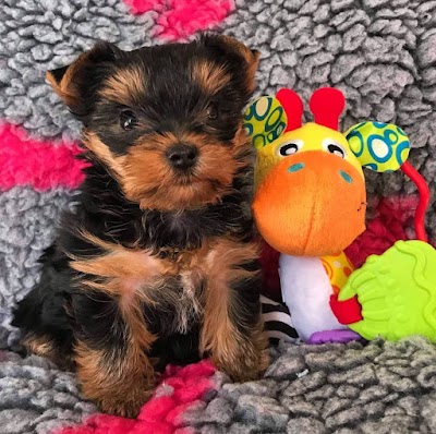 Yorkie puppies for sale