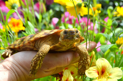 Hever Tortoise World - Thumbnail