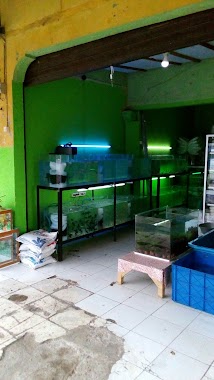 Ipung Ikan Hias Dan Aquarium, Author: ifunk purwanto